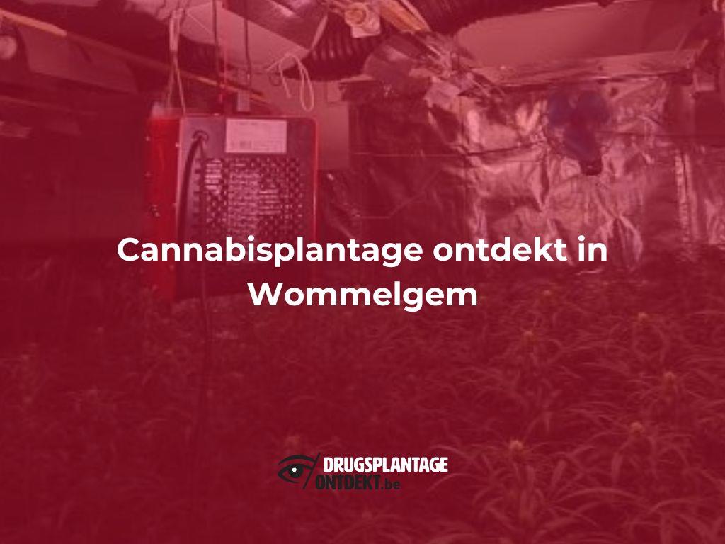 Wommelgem - Cannabisplantage ontdekt in Wommelgem